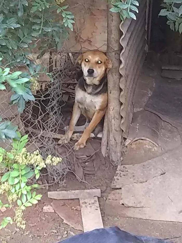 Cachorro ra a Vira lata idade 2 anos nome Chineshai