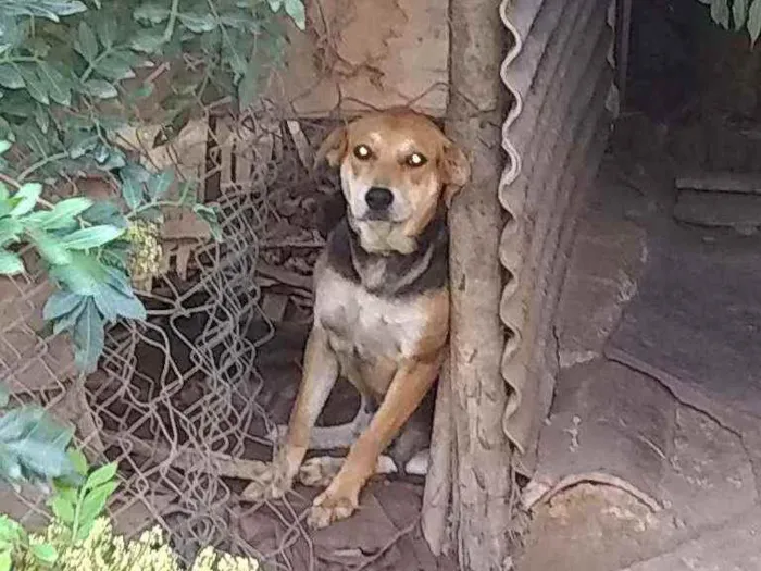 Cachorro ra a Vira lata idade 2 anos nome Chineshai