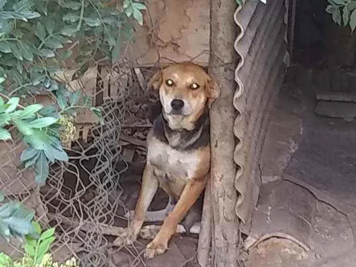 Cachorro ra a Vira lata idade 2 anos nome Chineshai