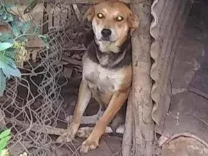 Cachorro raça Vira lata idade 2 anos nome Chineshai