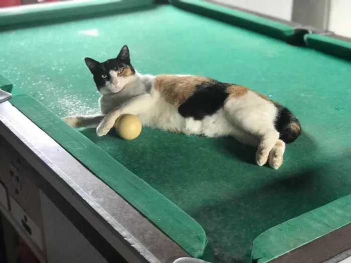 Gato raça Srd idade 7 a 11 meses nome Sophie 