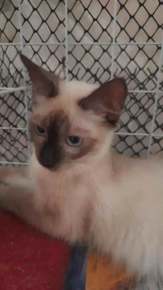 Gato ra a Siamês idade 2 a 6 meses nome Orium