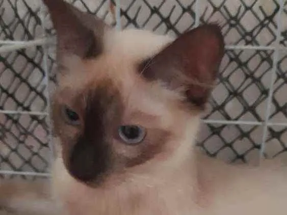 Gato ra a Siamês idade 2 a 6 meses nome Orium