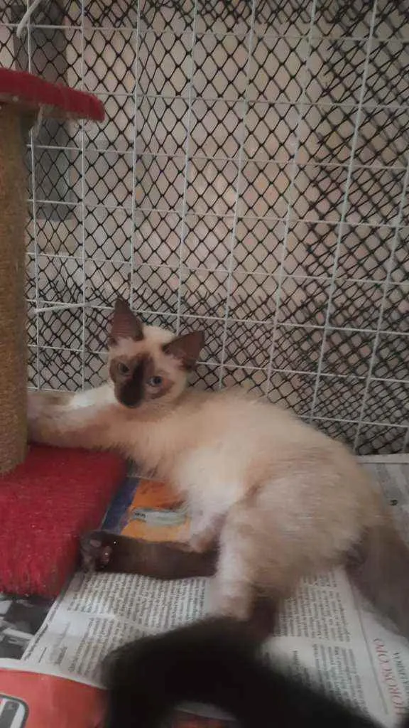Gato ra a Siamês idade 2 a 6 meses nome Orium