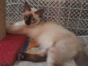 Gato raça Siamês idade 2 a 6 meses nome Orium