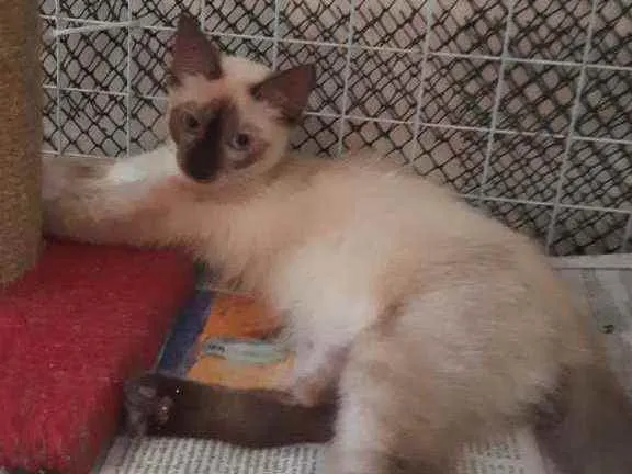 Gato ra a Siamês idade 2 a 6 meses nome Orium