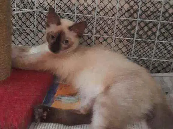 Gato ra a Siamês idade 2 a 6 meses nome Orium