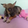 Docinho