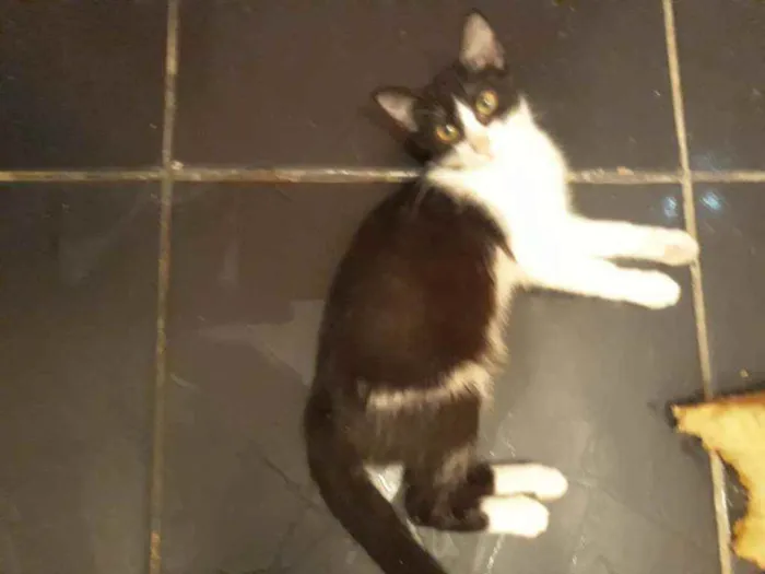 Gato ra a Srd idade 7 a 11 meses nome Gaya