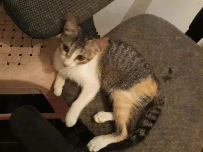 Gato ra a Srd  idade 7 a 11 meses nome Morena