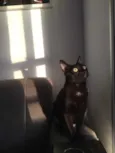 Tigor
