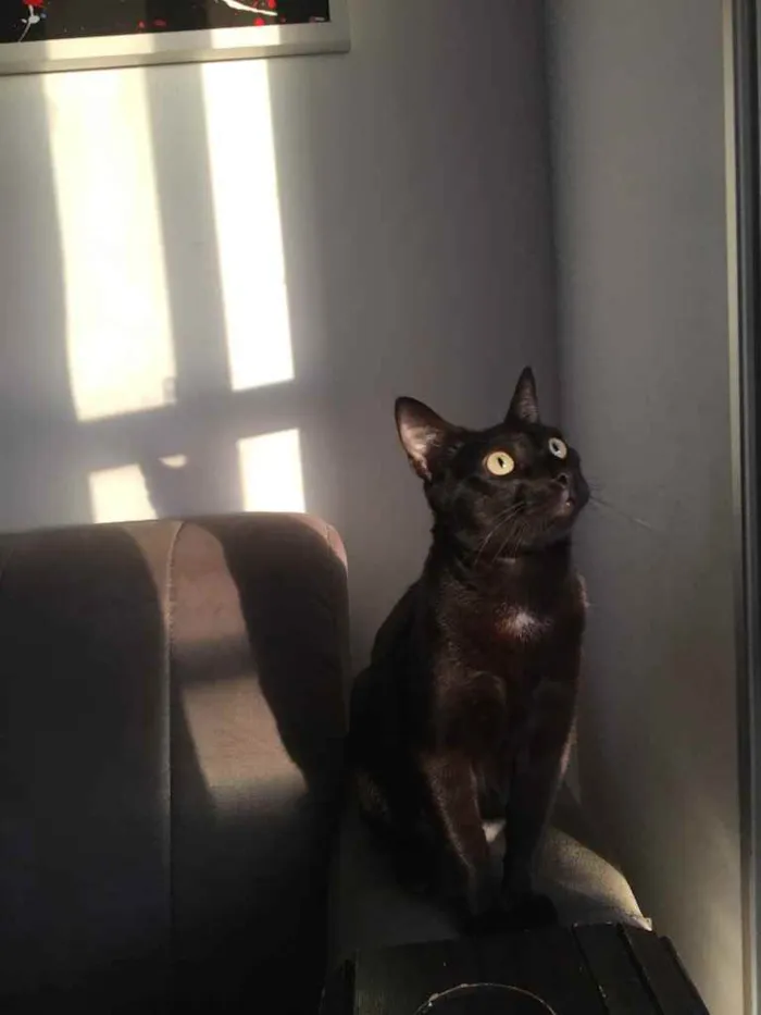 Gato raça pelo curto idade 1 ano nome Tigor