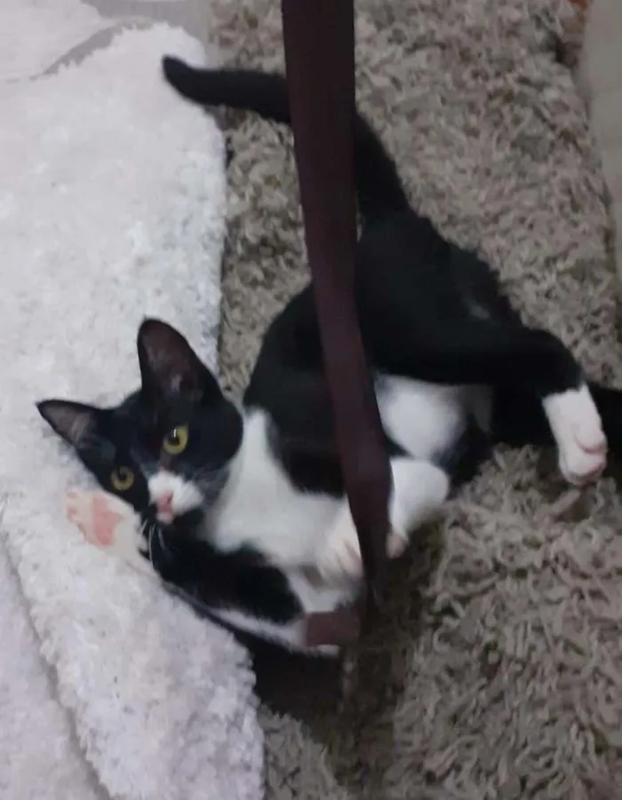 Gato ra a SRD-ViraLata idade 2 a 6 meses nome Juju