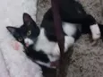 Juju