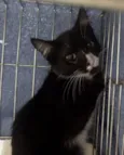 Juju