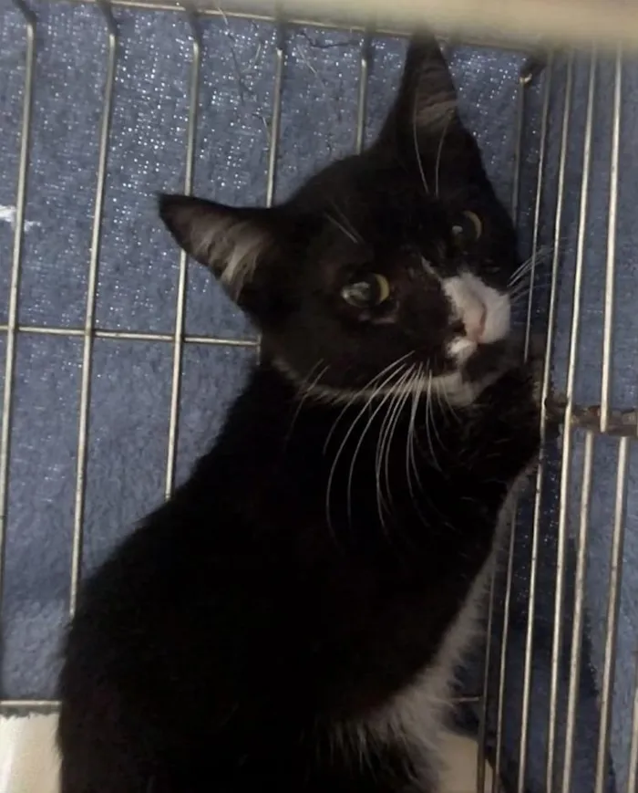 Gato ra a SRD-ViraLata idade 2 a 6 meses nome Juju