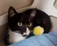 Juju