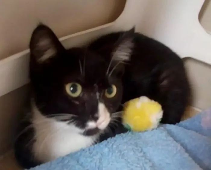 Gato ra a SRD-ViraLata idade 2 a 6 meses nome Juju