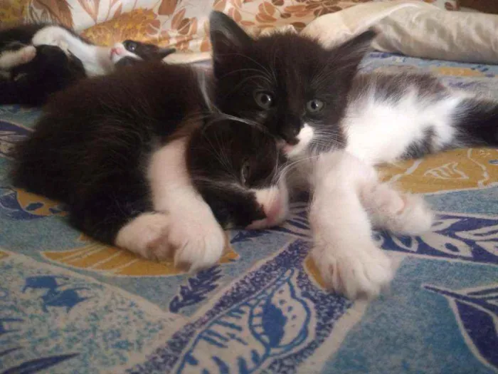 Cachorro raça indefinida idade Abaixo de 2 meses nome Não tem nome 