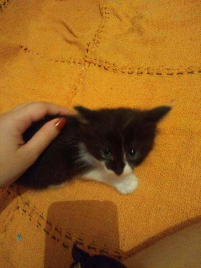 Cachorro raça indefinida idade Abaixo de 2 meses nome Não tem nome 