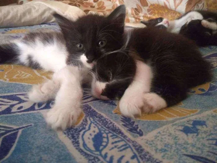 Cachorro raça indefinida idade Abaixo de 2 meses nome Não tem nome 