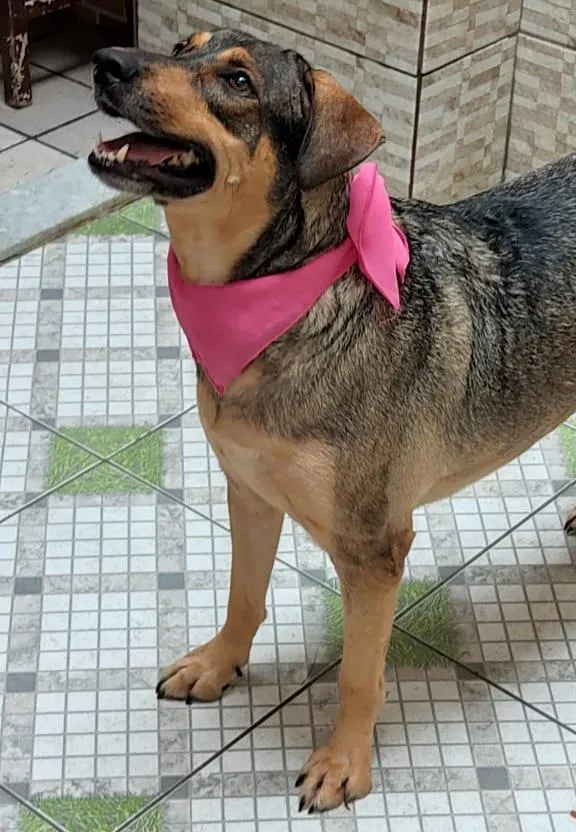 Cachorro ra a SRD-ViraLata idade 3 anos nome Pandora