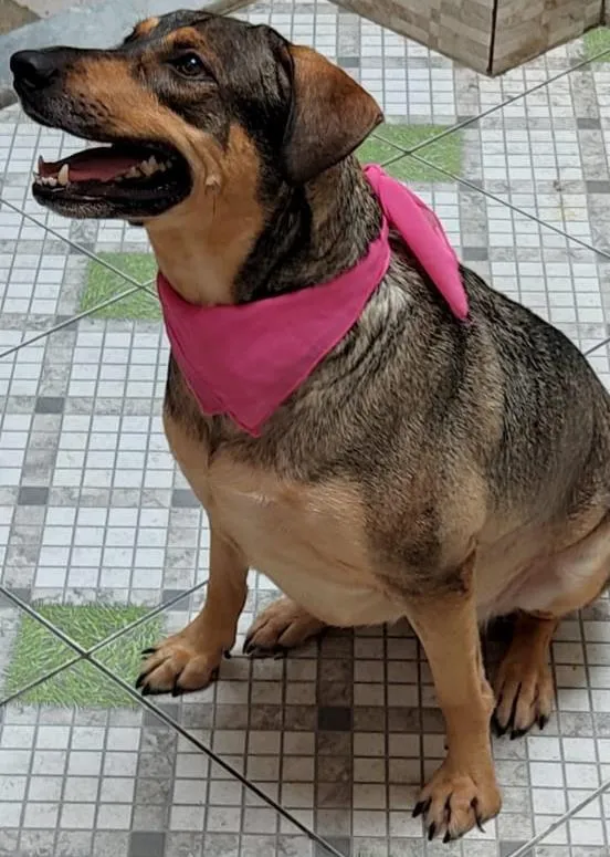 Cachorro ra a SRD-ViraLata idade 3 anos nome Pandora