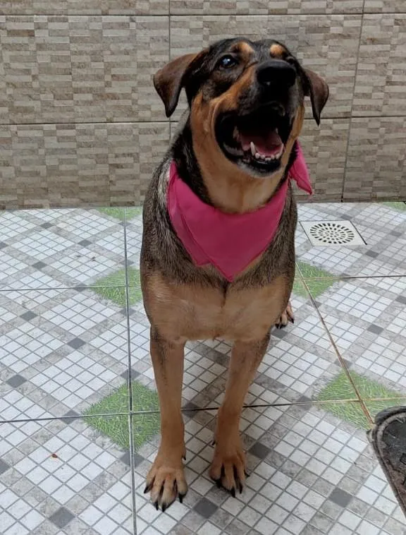 Cachorro ra a SRD-ViraLata idade 3 anos nome Pandora