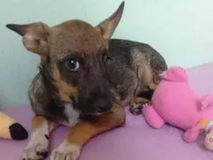 Cachorro raça SRD idade 2 a 6 meses nome Docinho