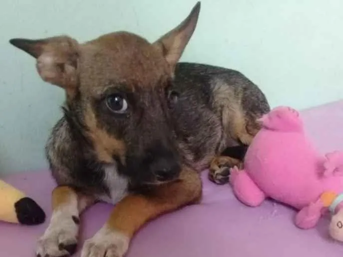 Cachorro ra a SRD idade 2 a 6 meses nome Docinho