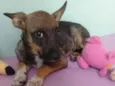 Docinho