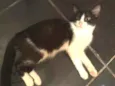 Gaya