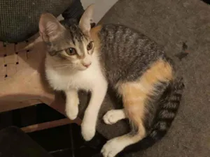 Gato raça Srd  idade 7 a 11 meses nome Morena
