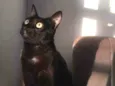 Tigor