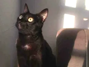 Gato raça pelo curto idade 1 ano nome Tigor