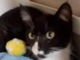 Juju
