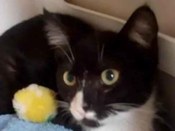 Gato ra a SRD-ViraLata idade 2 a 6 meses nome Juju