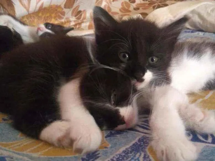 Cachorro raça indefinida idade Abaixo de 2 meses nome Não tem nome 