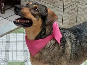 Cachorro raça SRD-ViraLata idade 3 anos nome Pandora