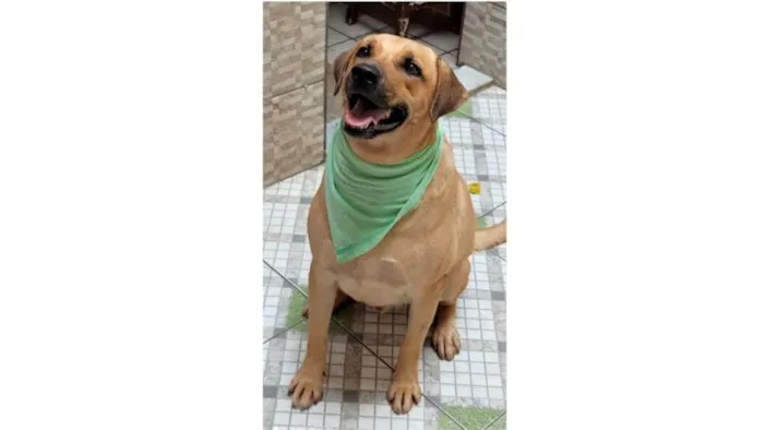 Cachorro ra a SRD-ViraLata idade 3 anos nome Zeus