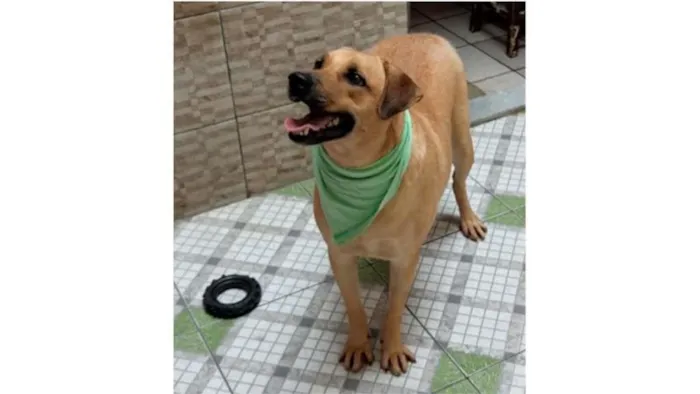 Cachorro ra a SRD-ViraLata idade 3 anos nome Zeus