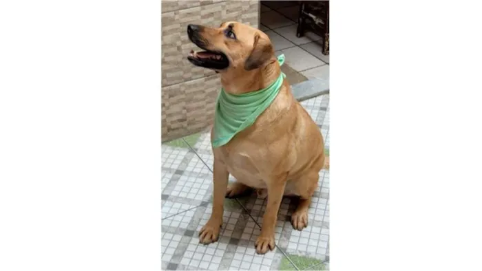 Cachorro ra a SRD-ViraLata idade 3 anos nome Zeus