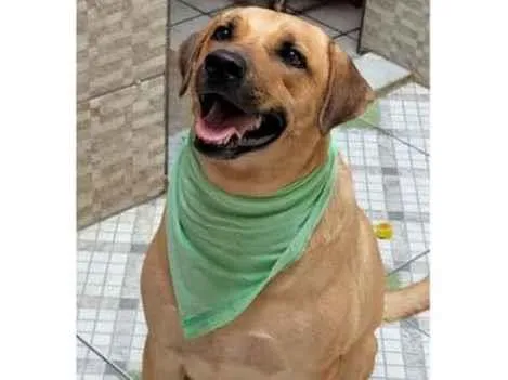 Cachorro ra a SRD-ViraLata idade 3 anos nome Zeus