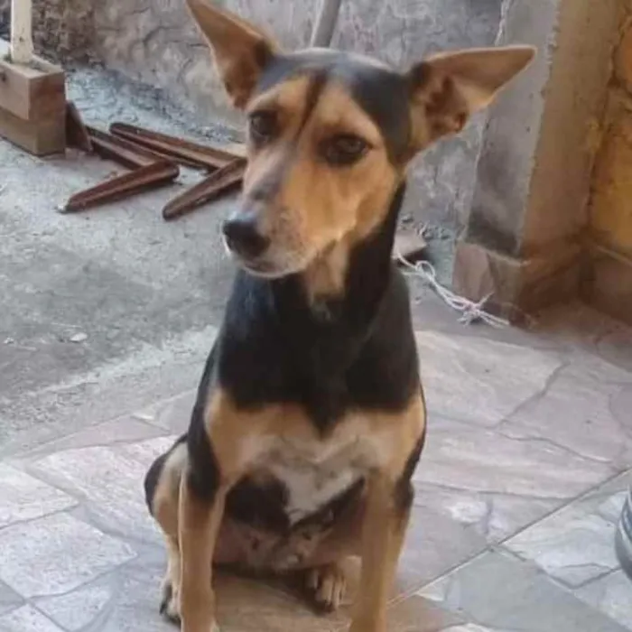 Cachorro ra a SRD idade 2 a 6 meses nome Esperança 