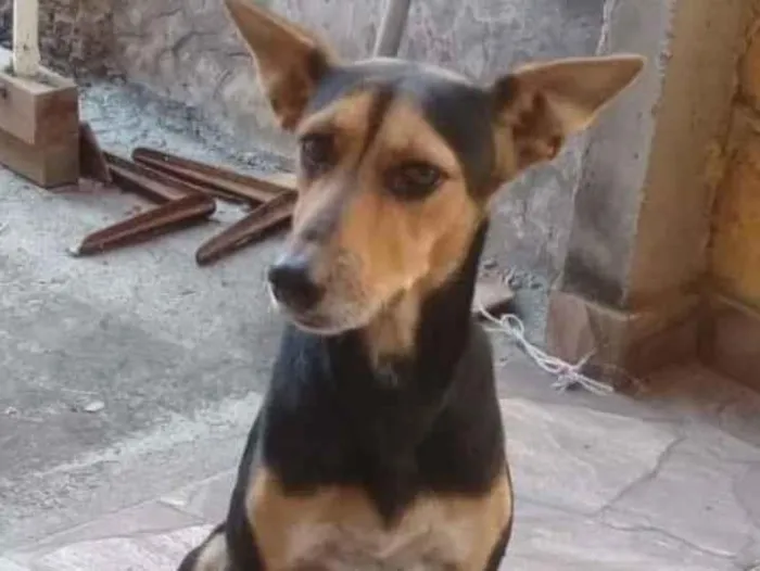 Cachorro ra a SRD idade 2 a 6 meses nome Esperança 