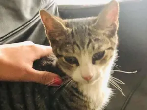 Gato raça SRD idade 2 a 6 meses nome Neném 