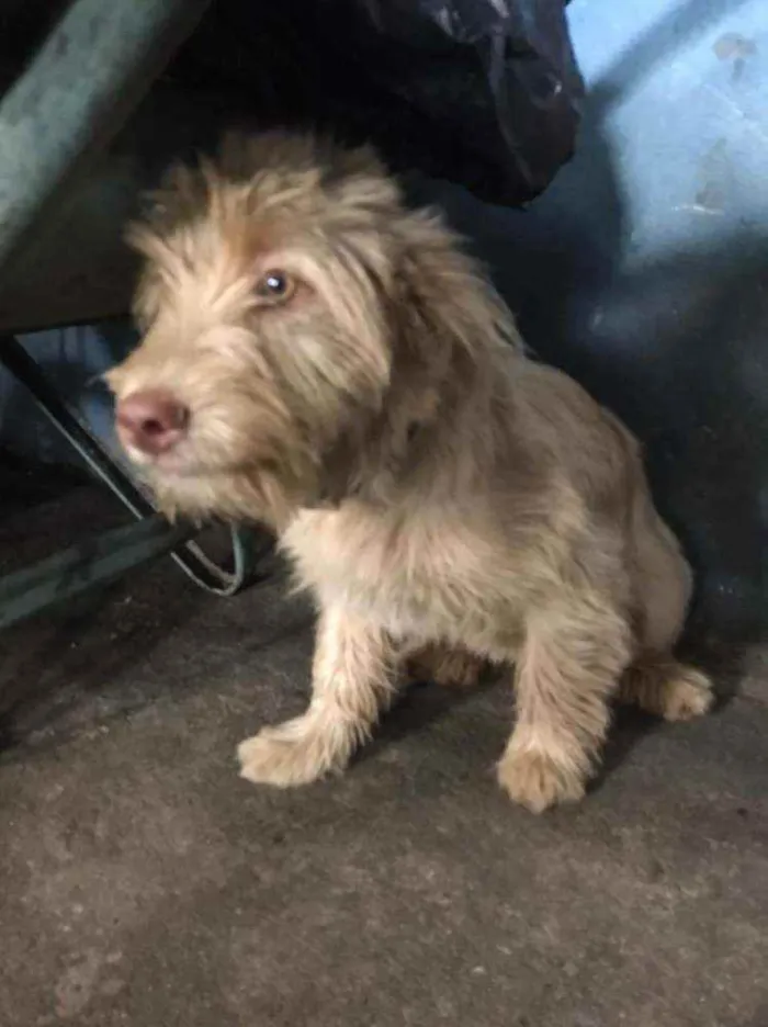 Cachorro raça Canina idade 2 a 6 meses nome Albino e Miranda