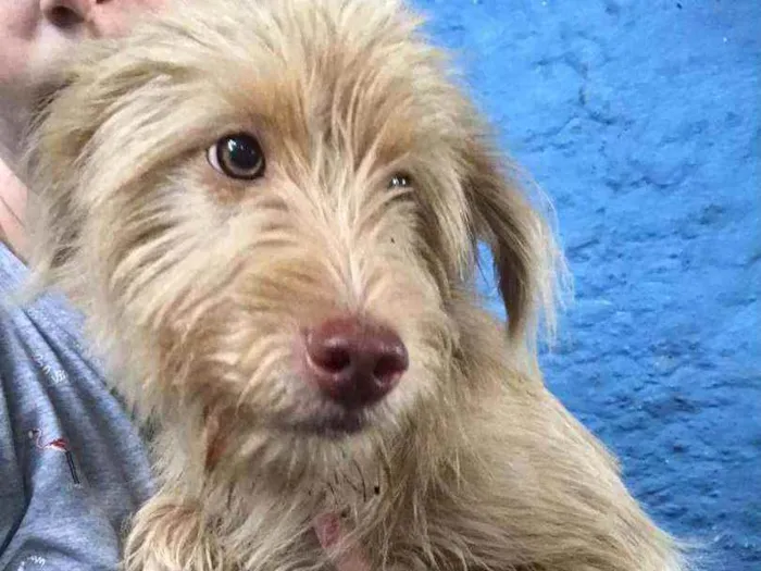 Cachorro raça Canina idade 2 a 6 meses nome Albino e Miranda