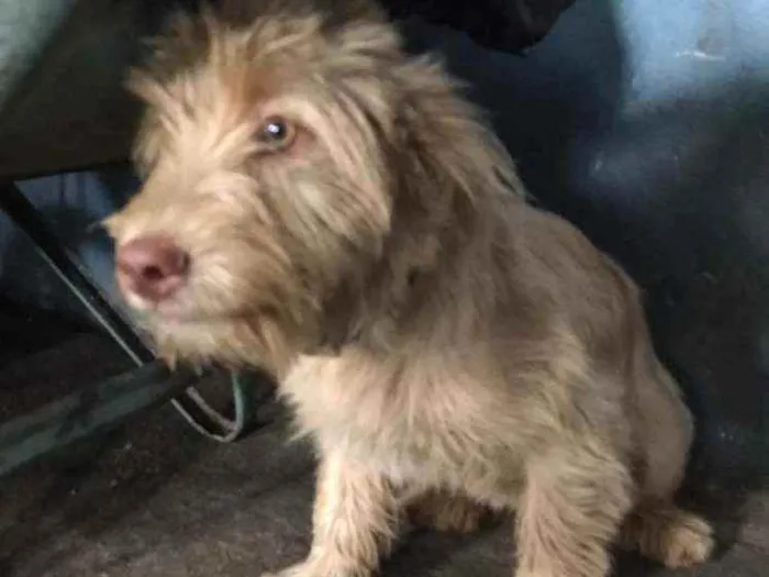 Cachorro raça Canina idade 2 a 6 meses nome Albino e Miranda