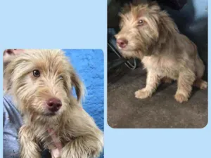Cachorro raça Canina idade 2 a 6 meses nome Albino e Miranda